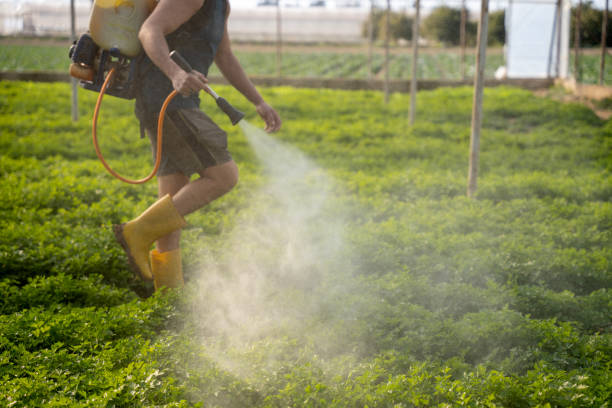 Reliable Schleswig, IA Pest Control Solutions
